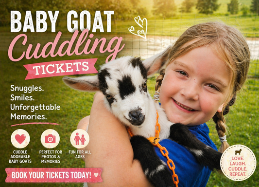 Baby Goat Cuddling Day Pass