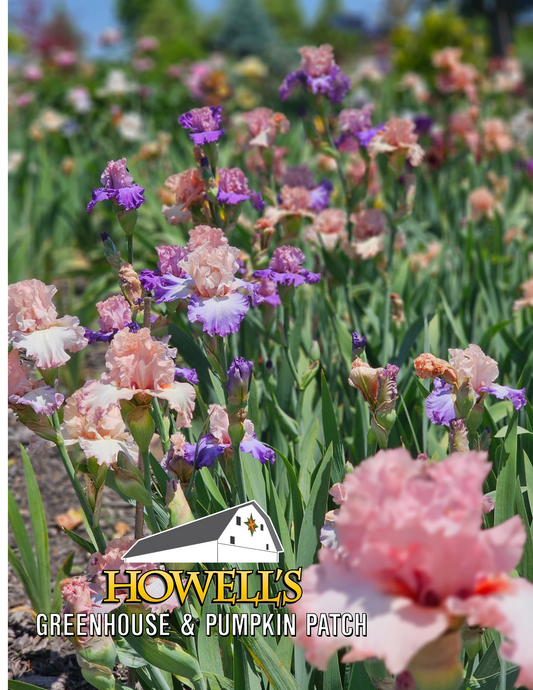 Prepare to Be Dazzled: The Iris Spectacle at Howell's