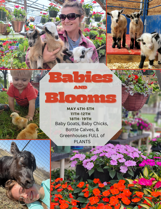 Babies and Blooms