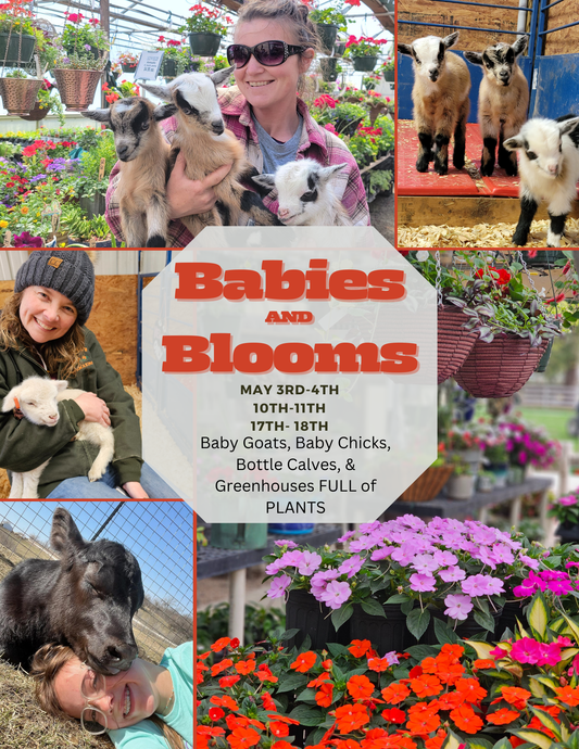 Babies and Blooms