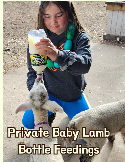 Baby Lamb Bottle Feeding Reservations